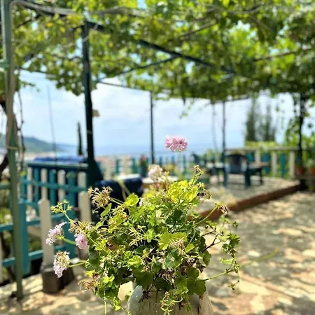 Boungainvillea 4* Himarë