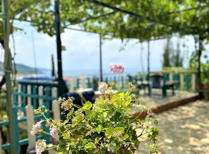 Boungainvillea 3* Himare