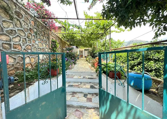 Boungainvillea Himare