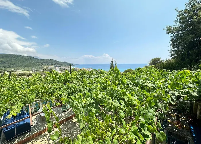 Boungainvillea 4* Himare